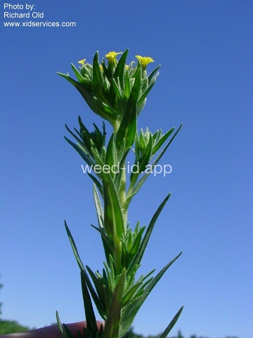 tarweed, cluster